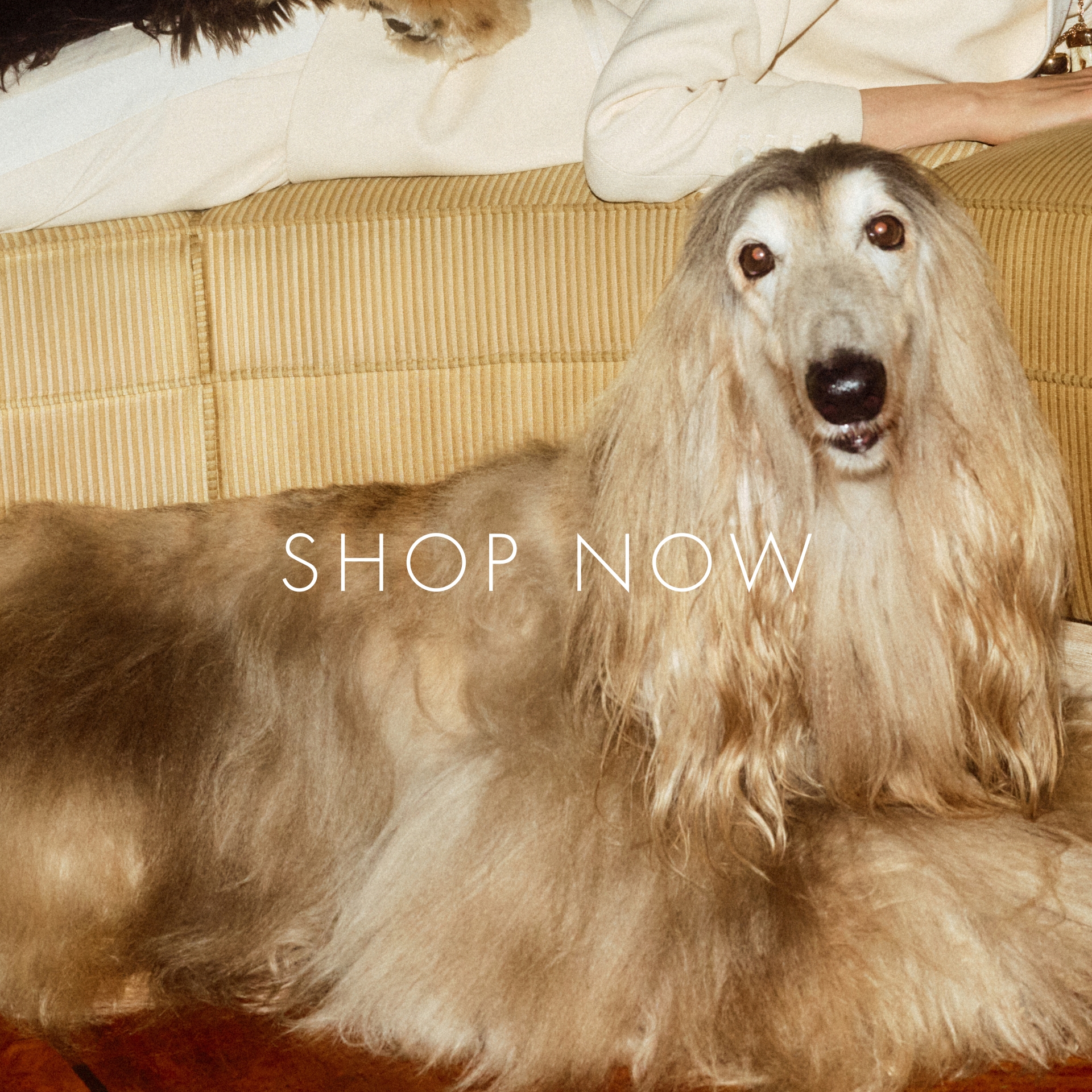 SHOP_NOW_DESKTOP